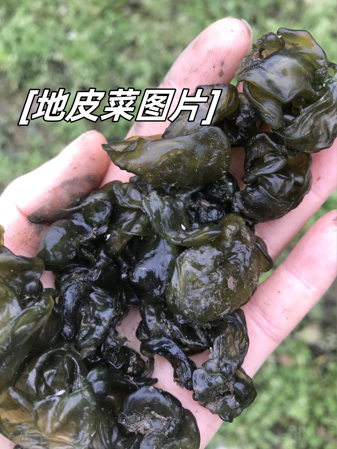 雷公菌图片功效与作用图片