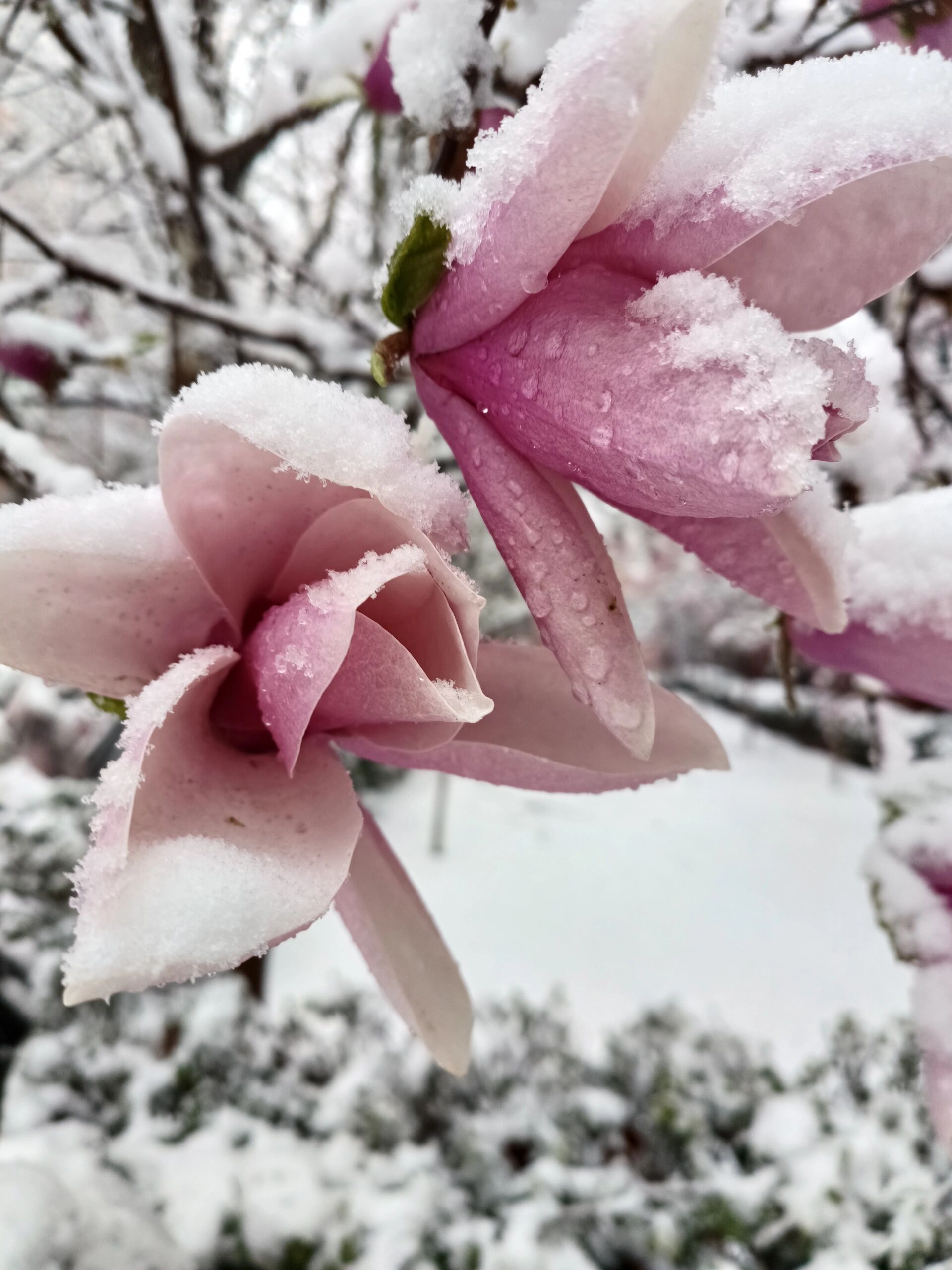 玉兰花 雪中的玉兰好漂亮