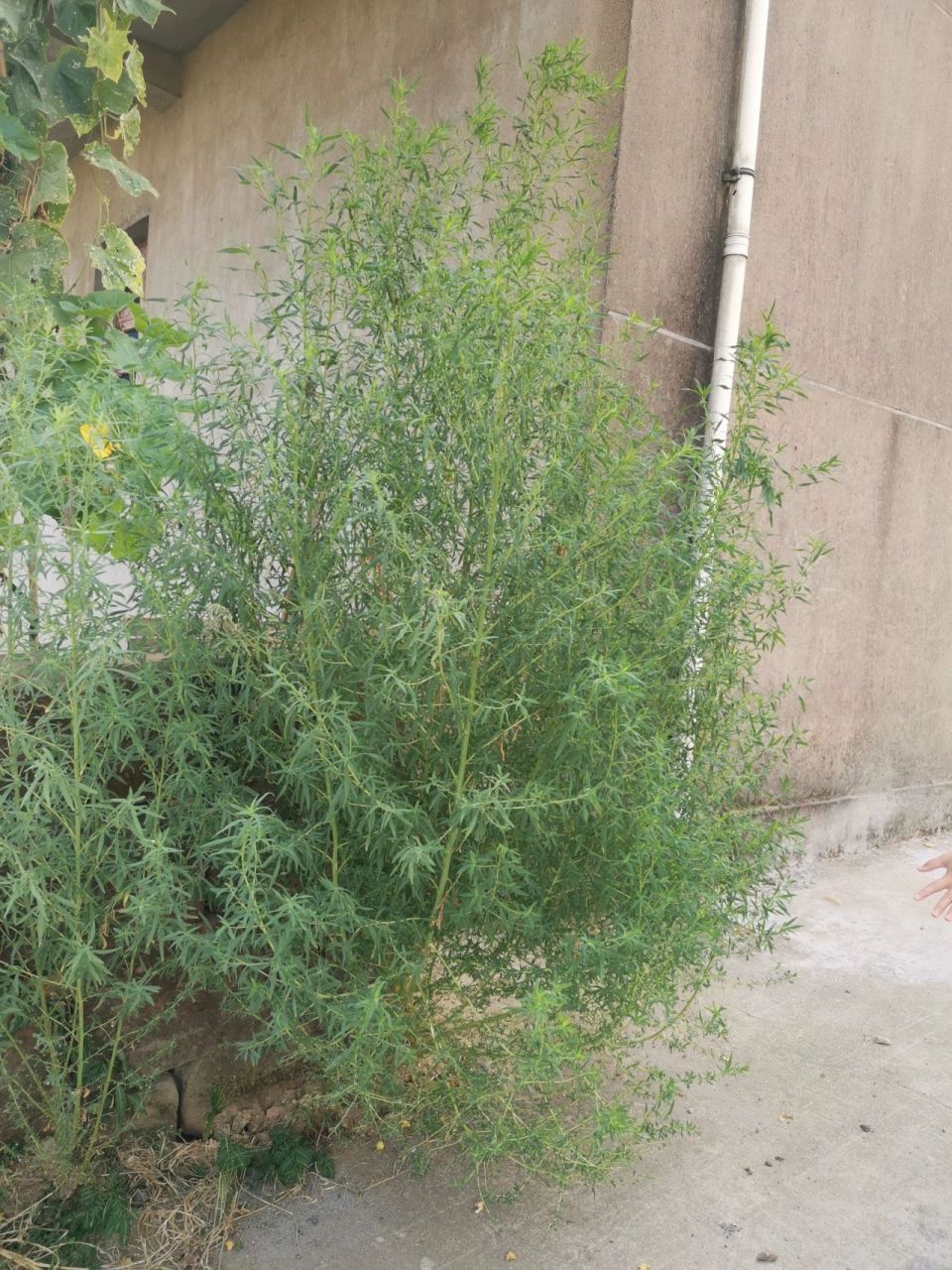 小时候大家种来做扫帚的这植物叫什么啊?