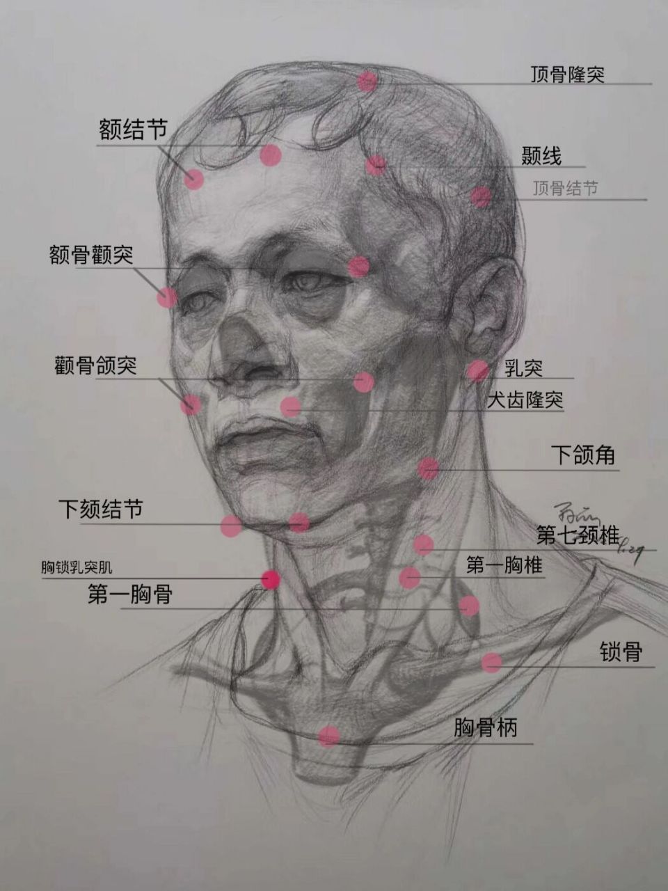 素描头骨骨点高清图图片