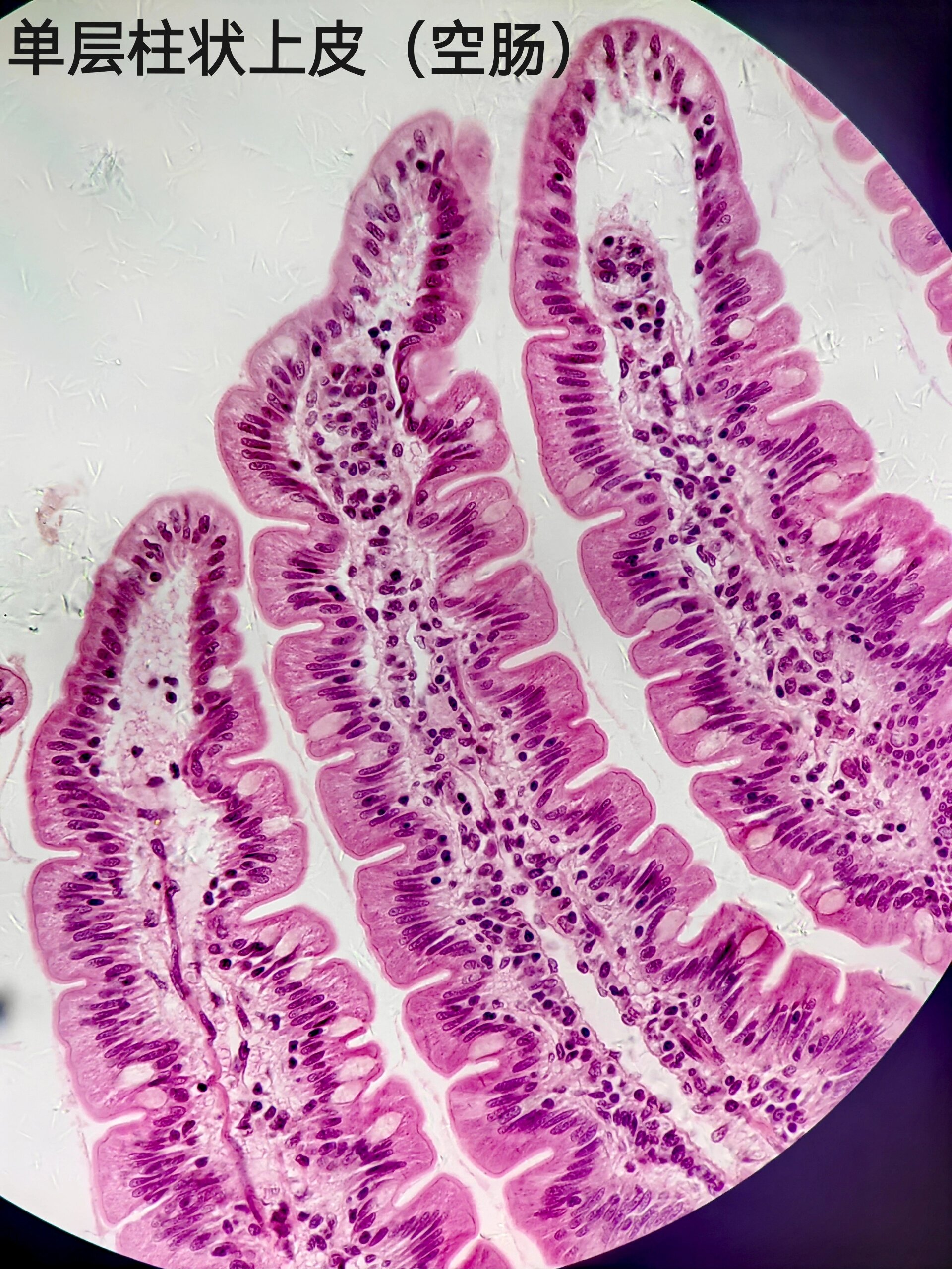 痛苦大一生的组胚作业之单层柱状上皮细胞 华为p50 pro通过显微镜拍