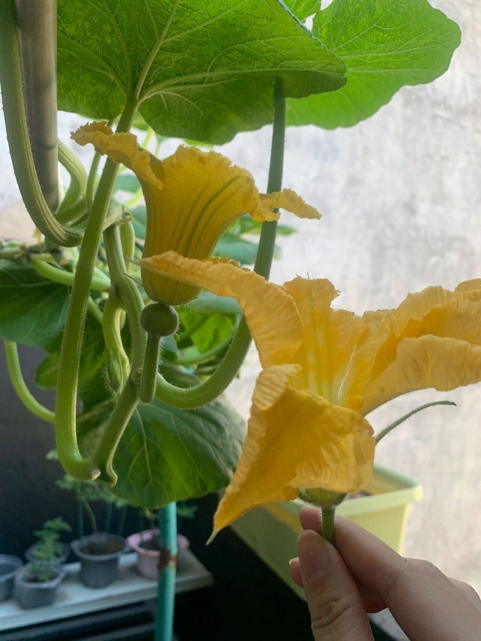 贝贝南瓜雌花开了没有雄花99 那我只能出去"借种"了!