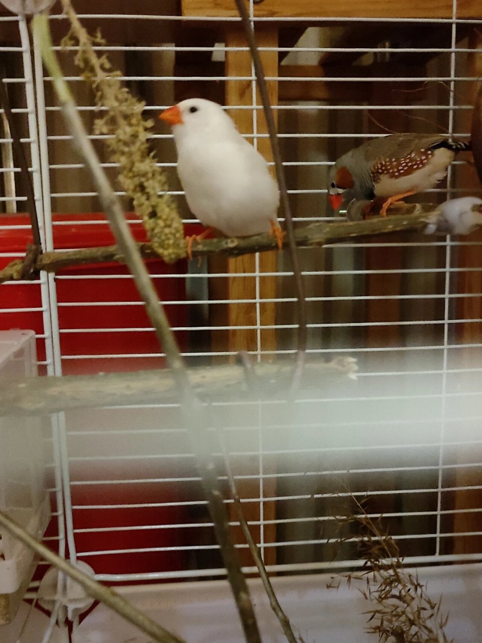 珍珠鸟孵蛋 就是很意外,前几天还在纠结它俩的性别,大年初七就发现窝