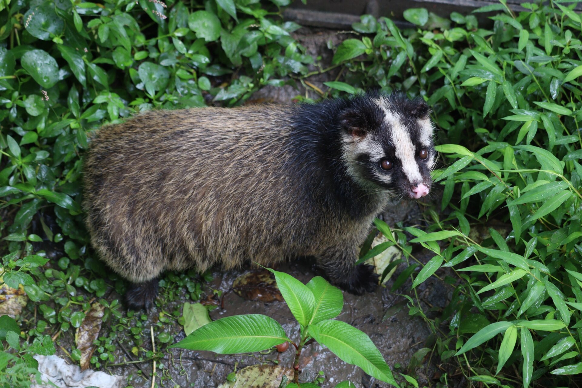乡土动物——果子狸