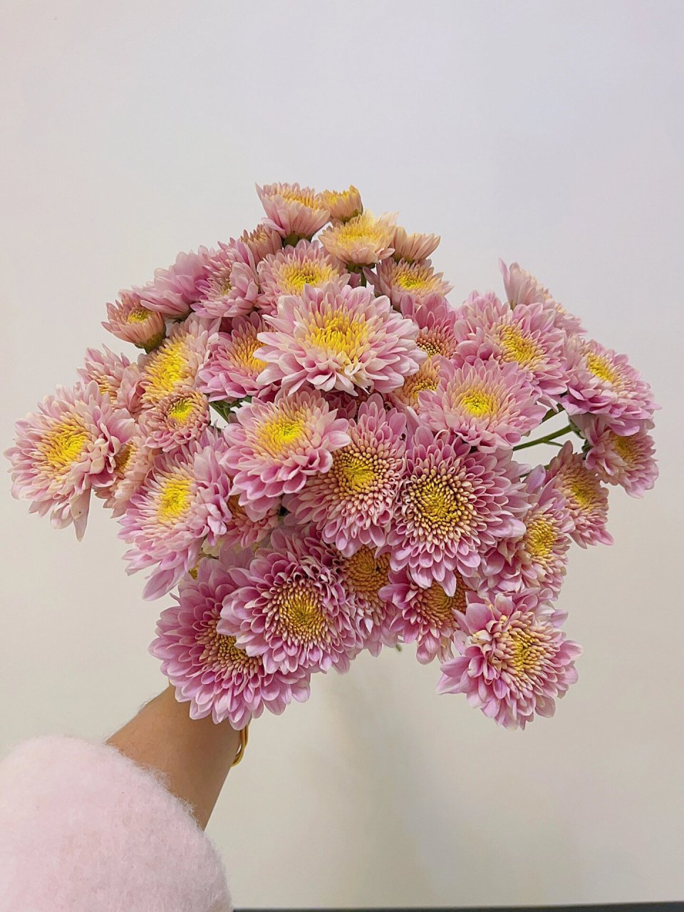 香槟粉小菊好好看后期绝了