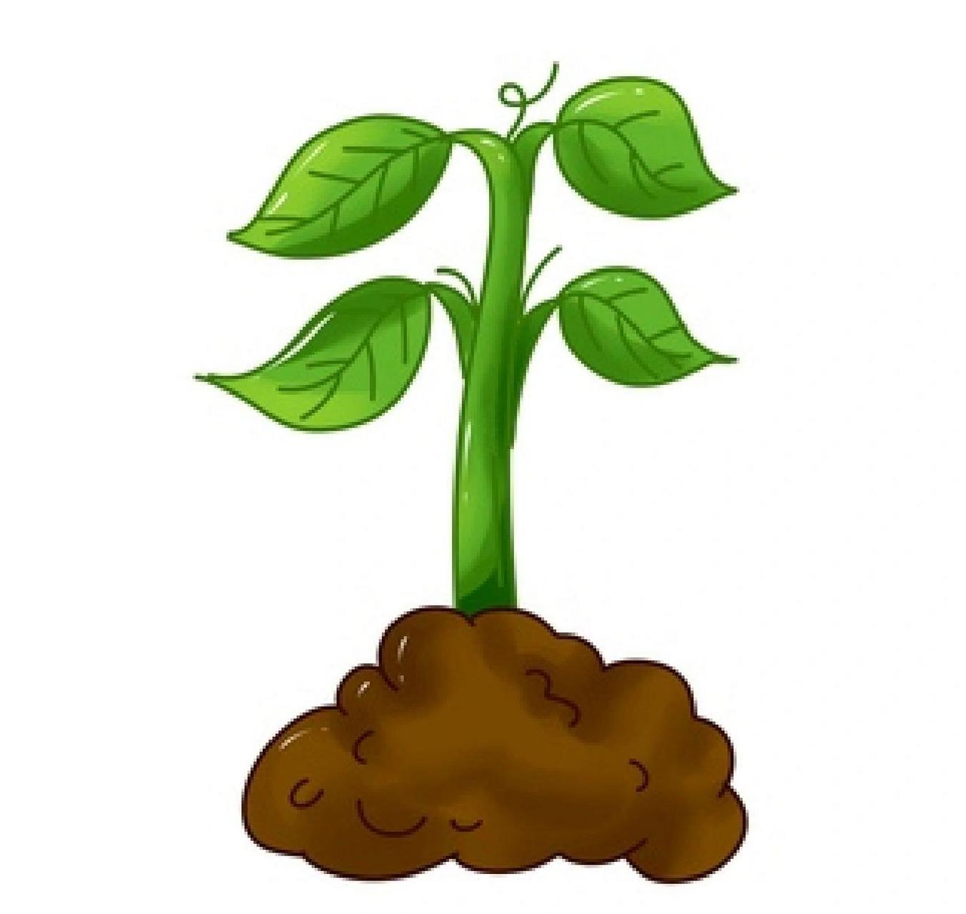 植物生长过程(向日葵97) 植物生长过程(向日葵97)