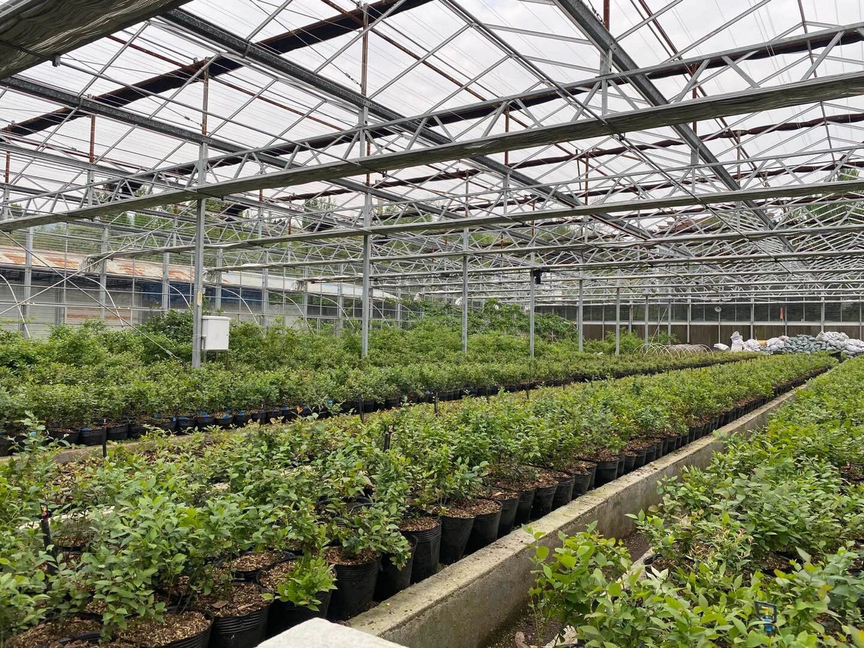 蓝莓种植的14个关键技术(四)如何土壤改良 (a)改良土壤ph 值: 蓝莓