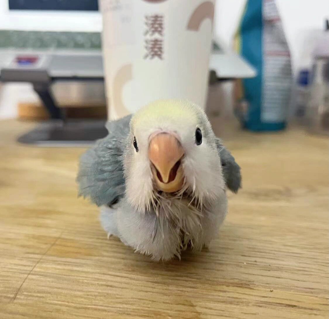 碰瓷表情包了 谁是妈妈的小宝贝呀,你是妈妈的小宝贝呀