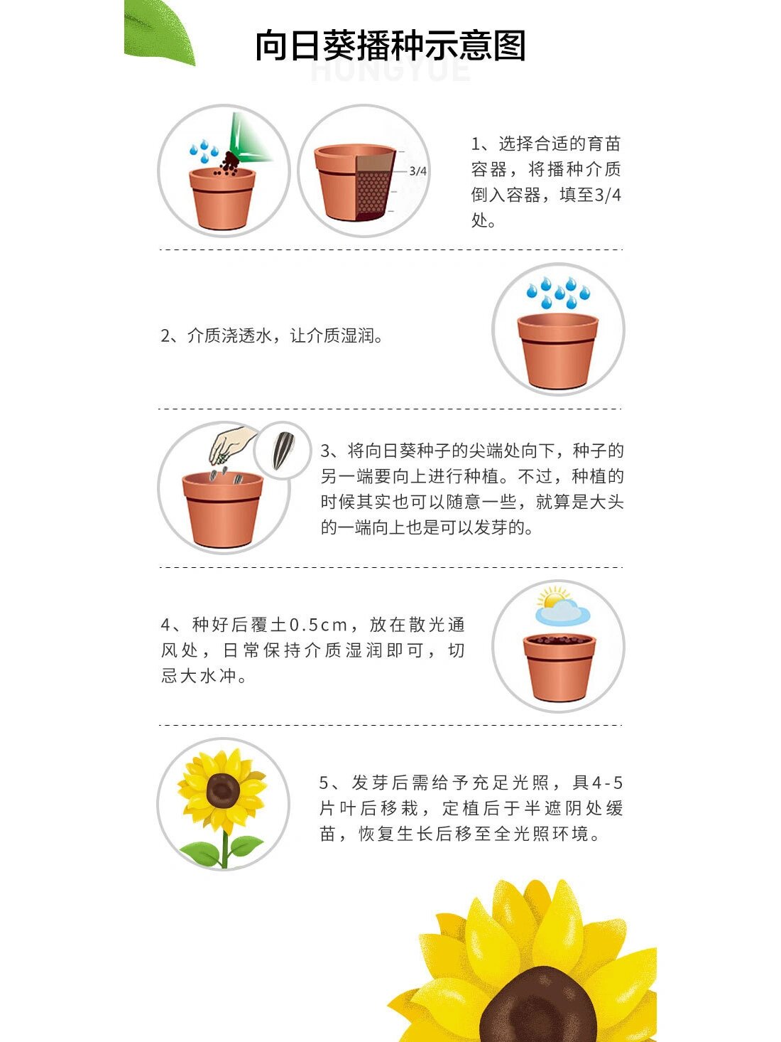 矮生向日葵种植方法图片