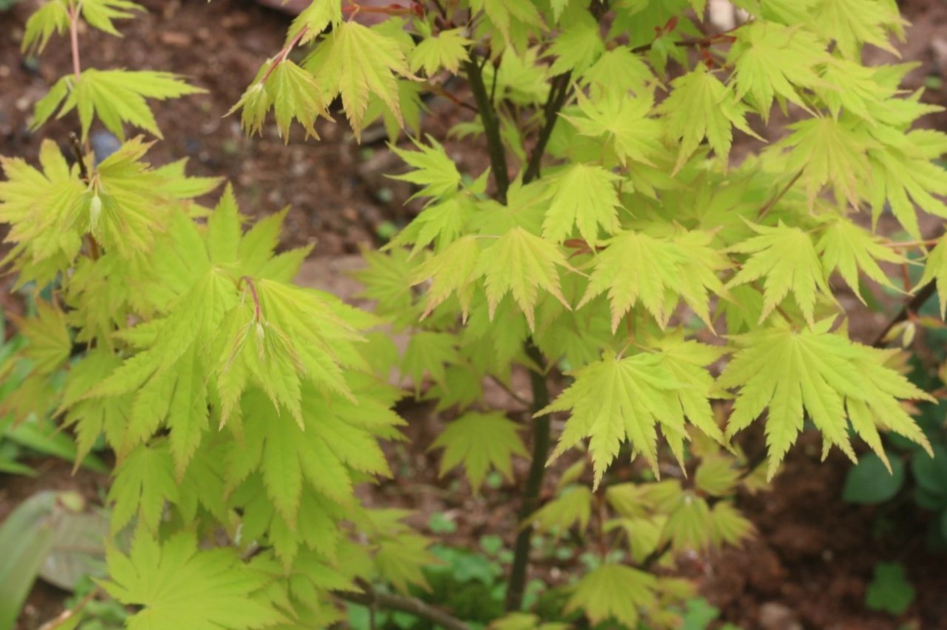枫树品种介绍——约旦 春天的枫树太美了,比花儿还美,在自家院子里拍