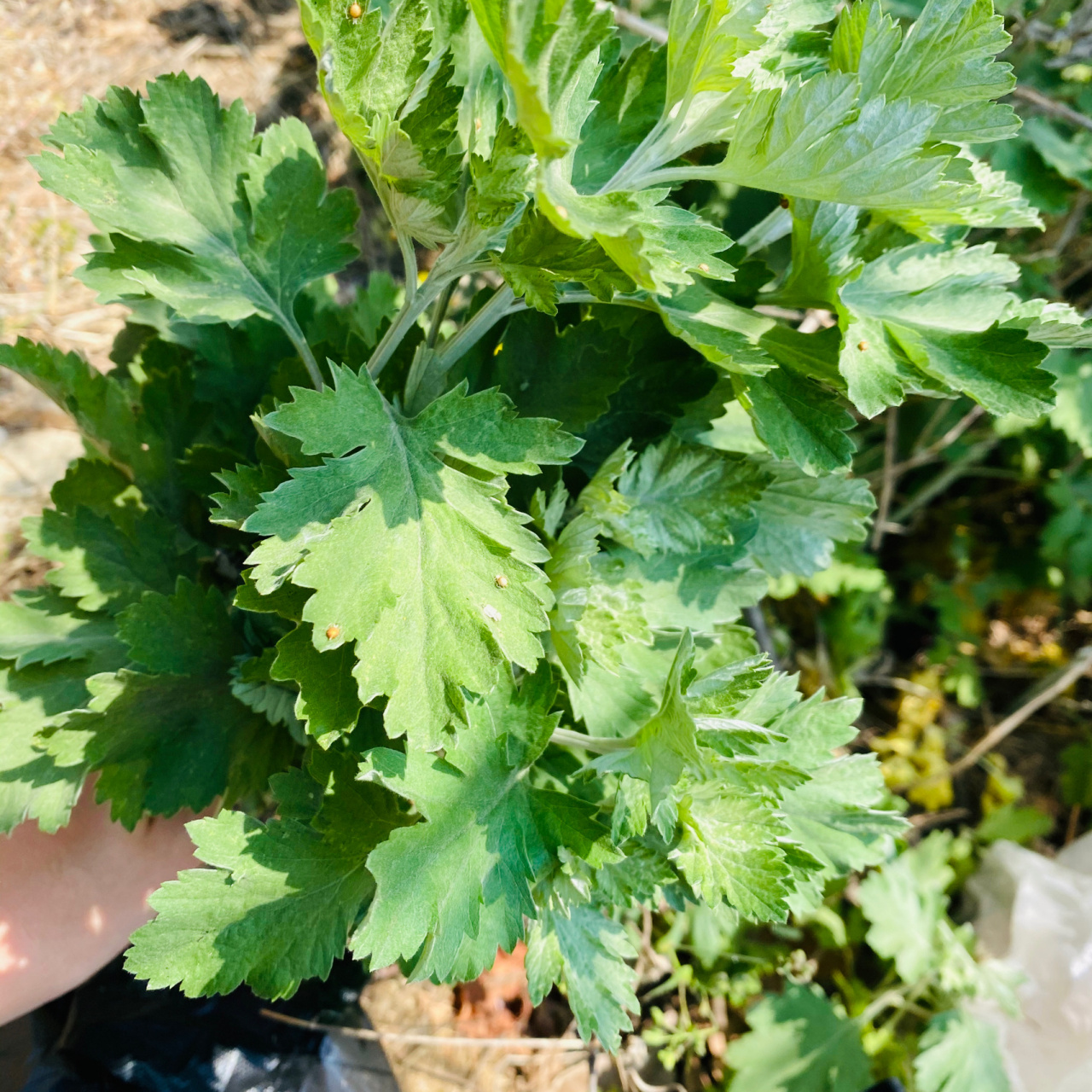 苦艾和甜艾的區別 艾草有兩種 苦艾和甜艾 都具有藥用價值 葉子胖的是