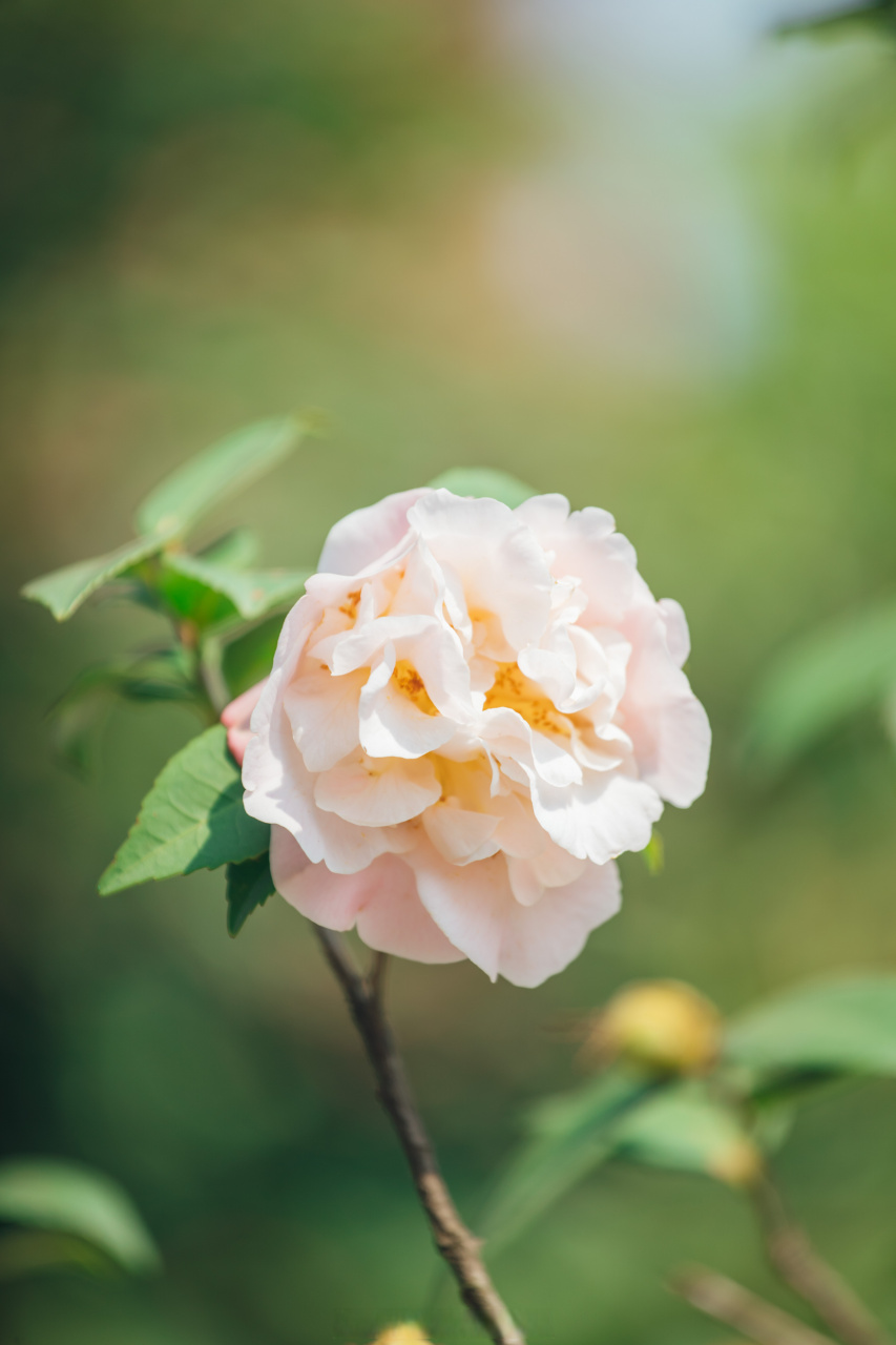 2023我在华农等你#7015#为中国最美校园打call# 清新淡雅,宁静