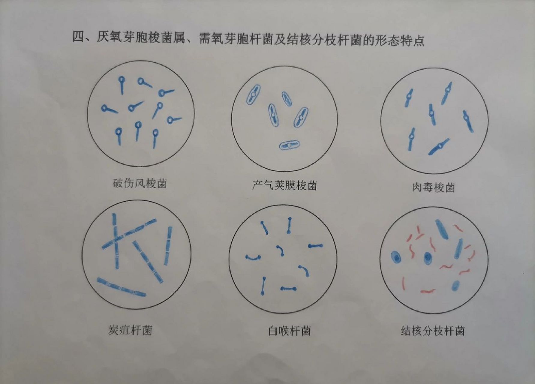 细菌结构示意图手绘图图片