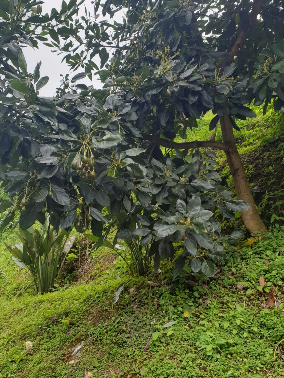 9890种了6年的牛油果树终于结果啦 从种子发芽到生长成大树,开花