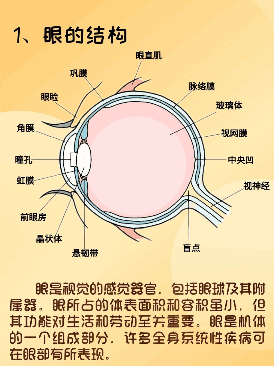 眼睛各个部位名称图解图片