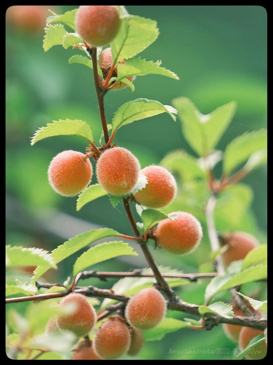 榆叶梅的果实并没有毒,所以是可以食用的.