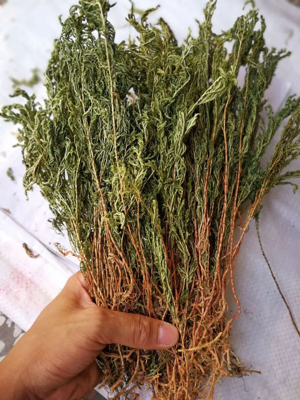 一个抗癌中药99石上柏,清热解毒活血消肿 世间人最贵,万物草最真