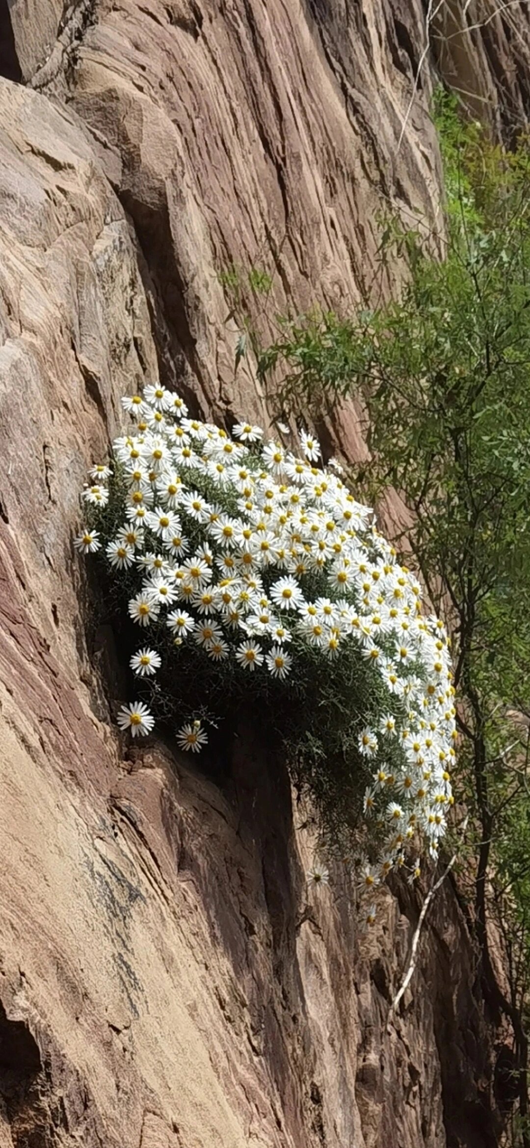 太行菊