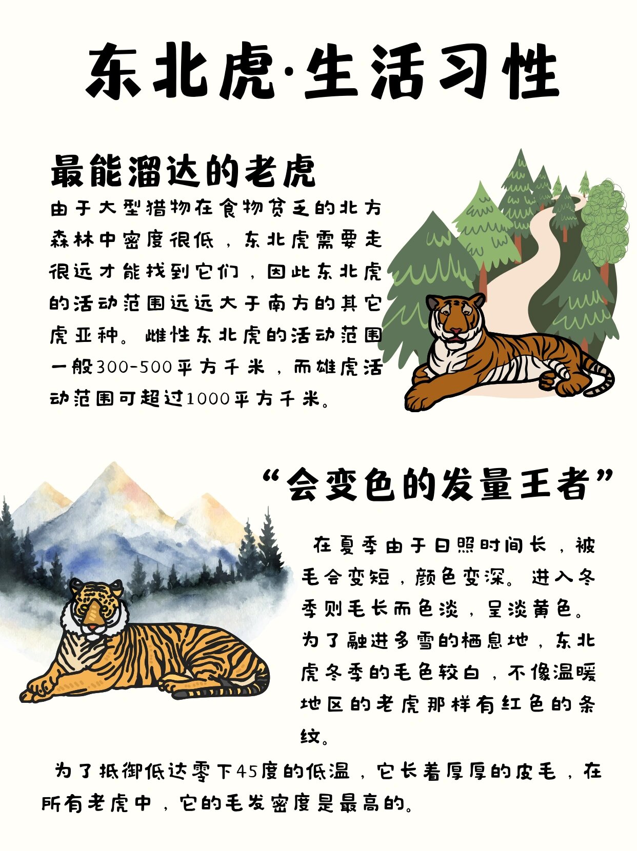 东北虎知识|你了解森林之王吗