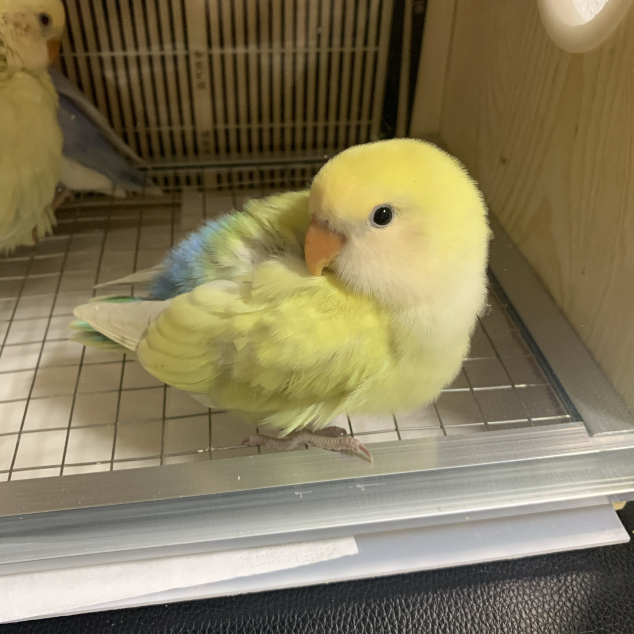 白面金顶蓝腰奥桂太好看了 这是什么神仙颜值呀 还是一个男宝宝 萌化