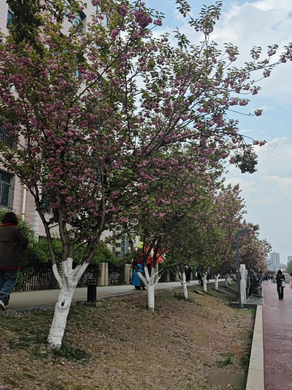 六盘水樱花图片