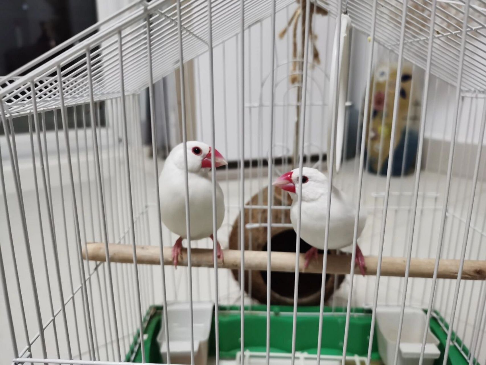 怎么区分文鸟公母 各位亲爱滴们,帮忙看看小鸟子公母吧!