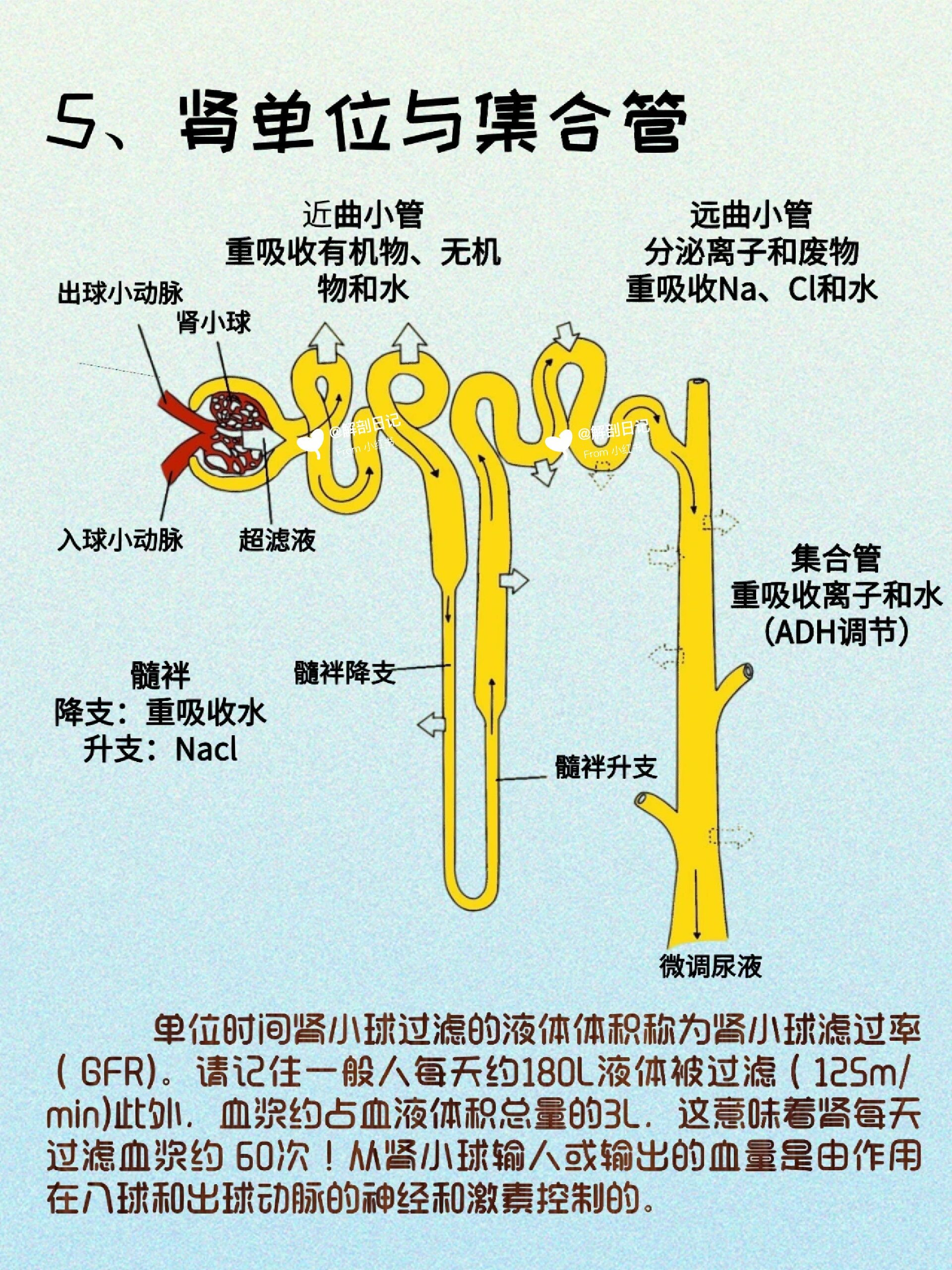 肾的内部结构示意图图片