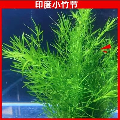 印度小竹节草,长度10-40cm