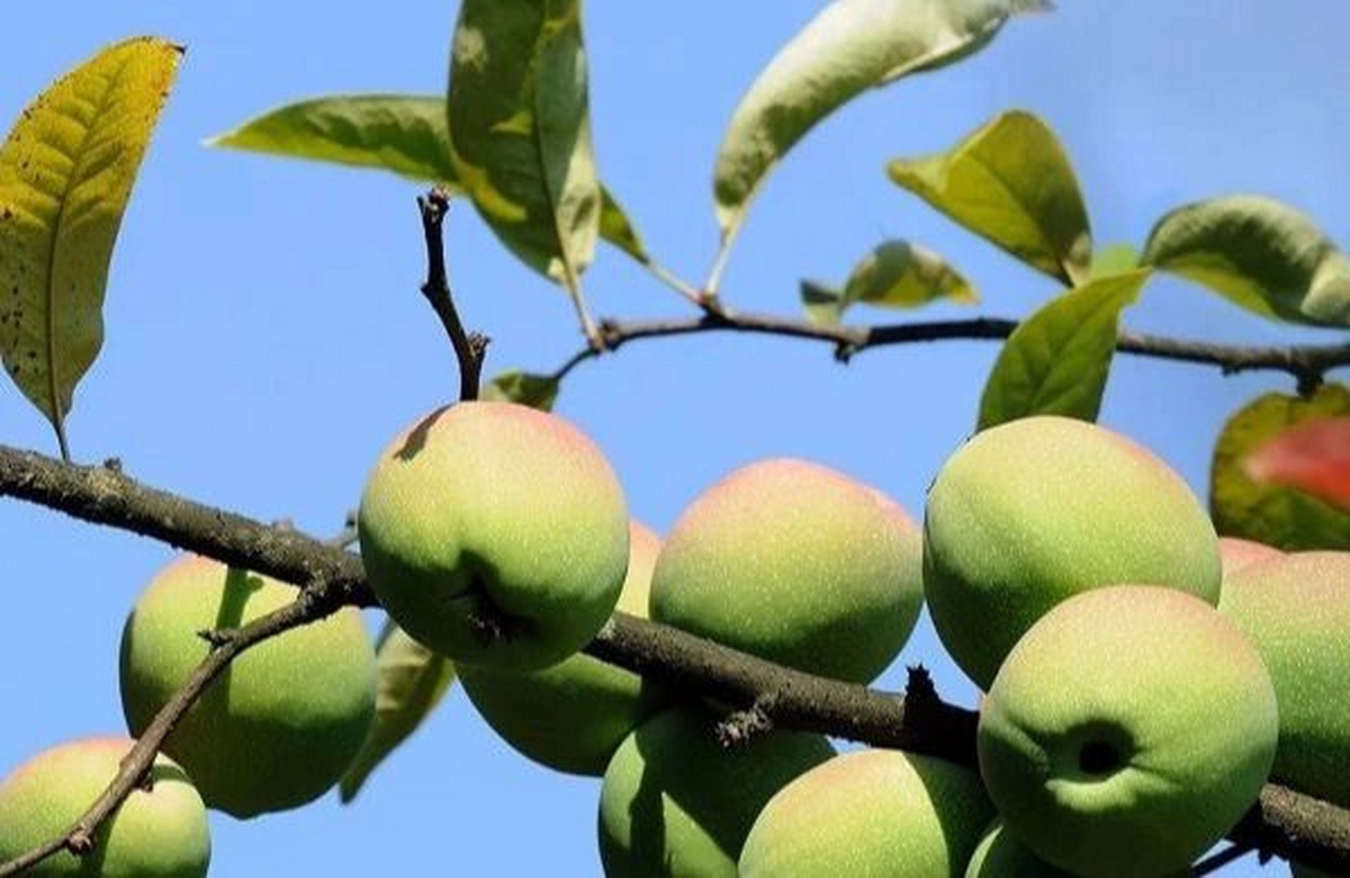 记录认识的中药材 68 | 野木瓜 99药材名: 野木瓜(木通科) 99别名