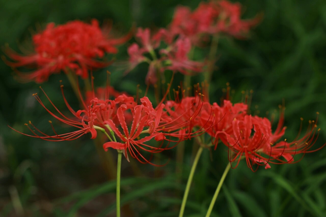合肥拍照地|彼岸花 黄泉路上唯一的风景 佛经说:开一千年,落一千年,花