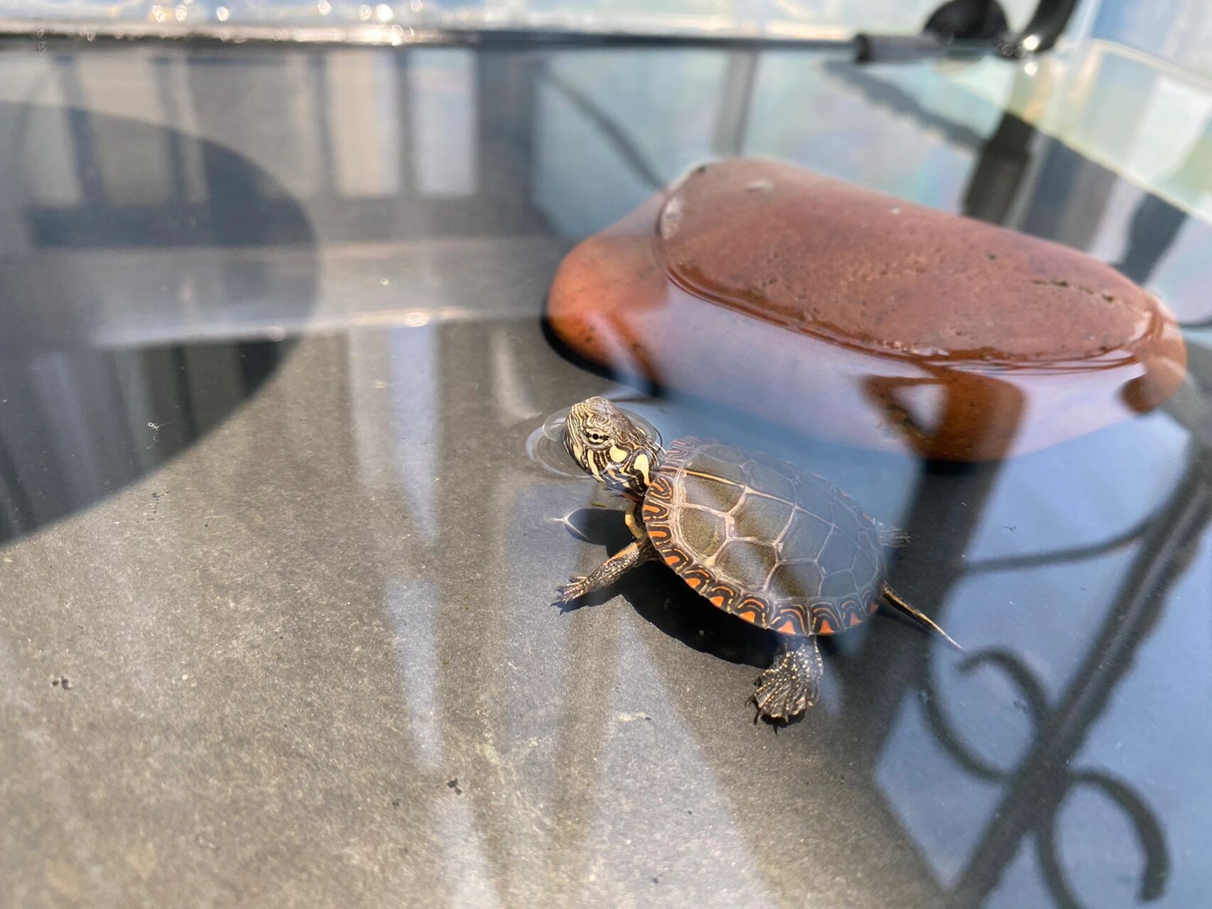 类,颜色鲜艳,腹部黄色或橙红,好看的东锦其他部位有鲜艳的橙红色条纹