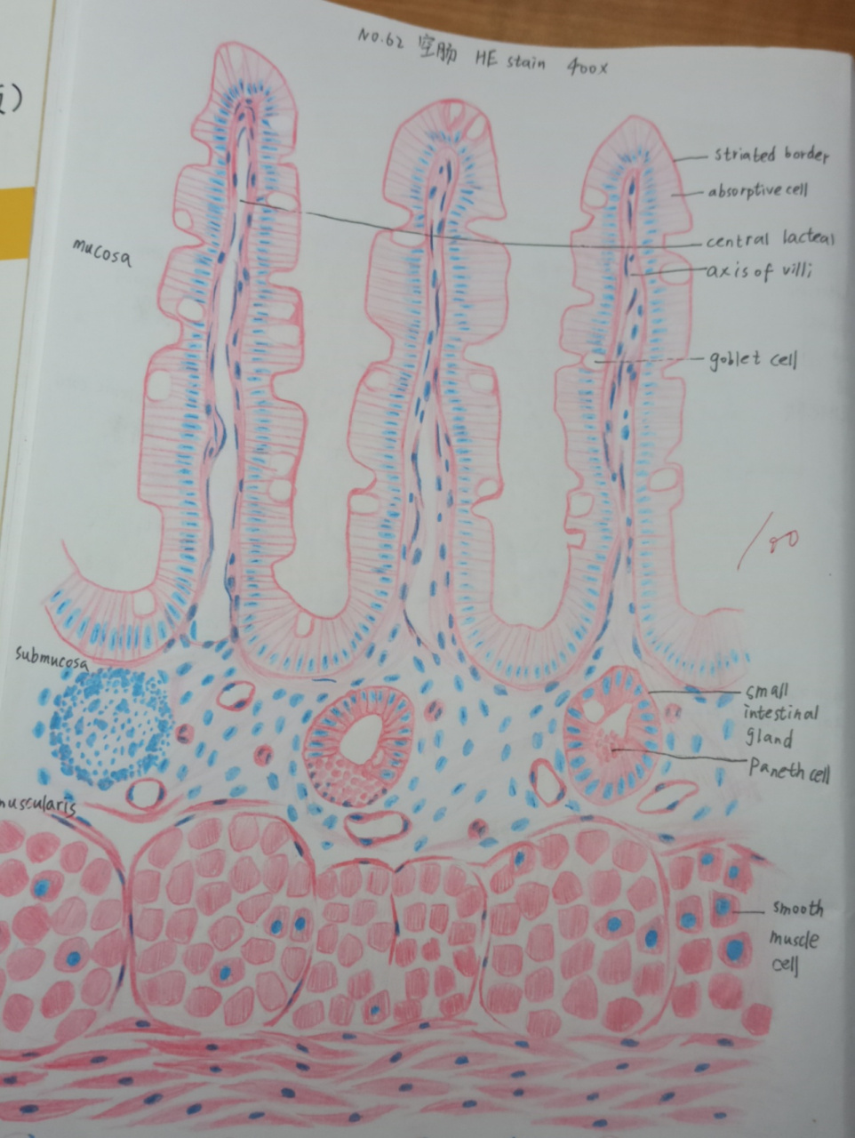 组胚红蓝铅笔手绘图最终弹78 画到这里我的组胚作业就画完啦 完结撒