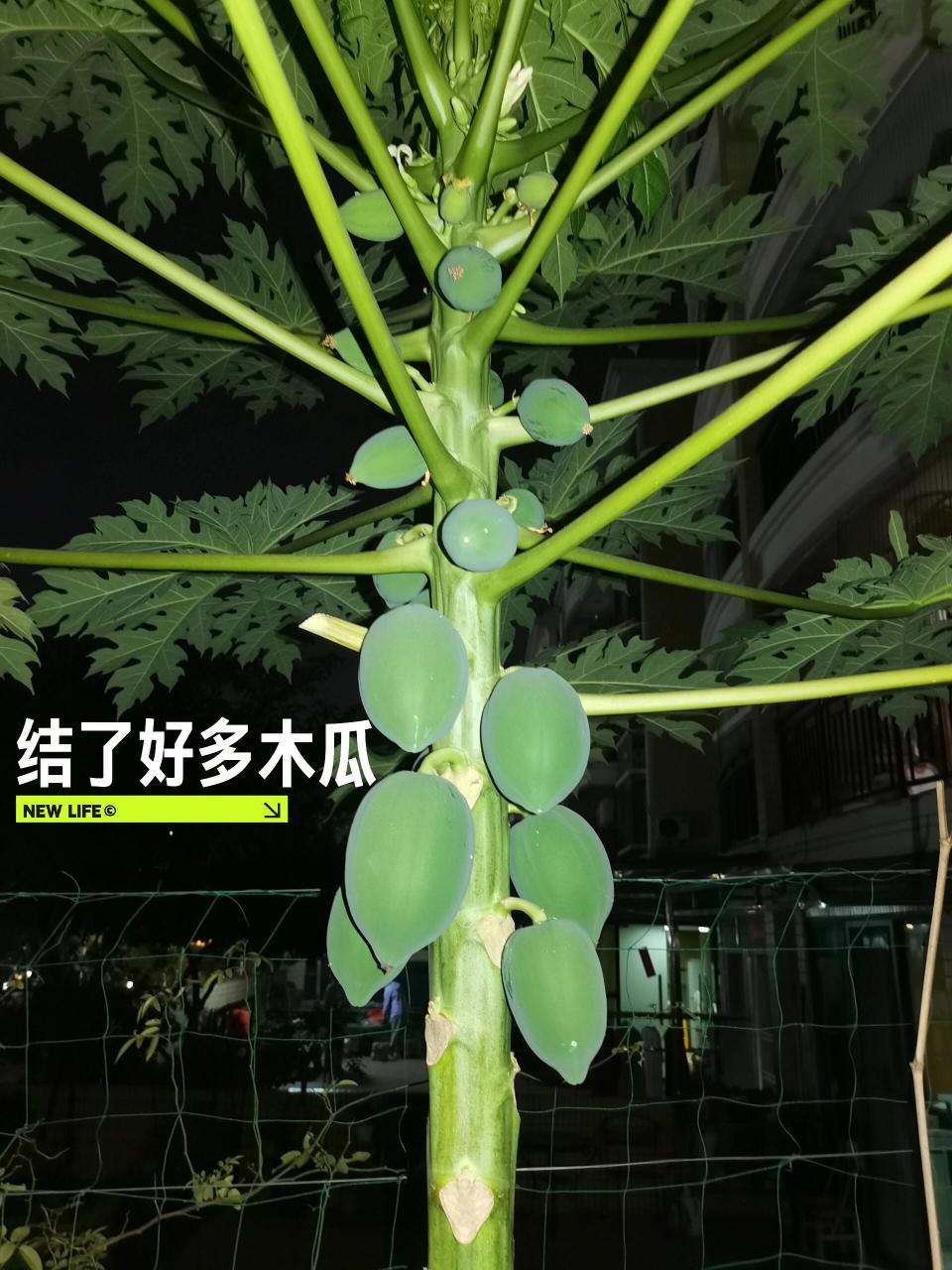 种下五个月的木瓜长势如何?