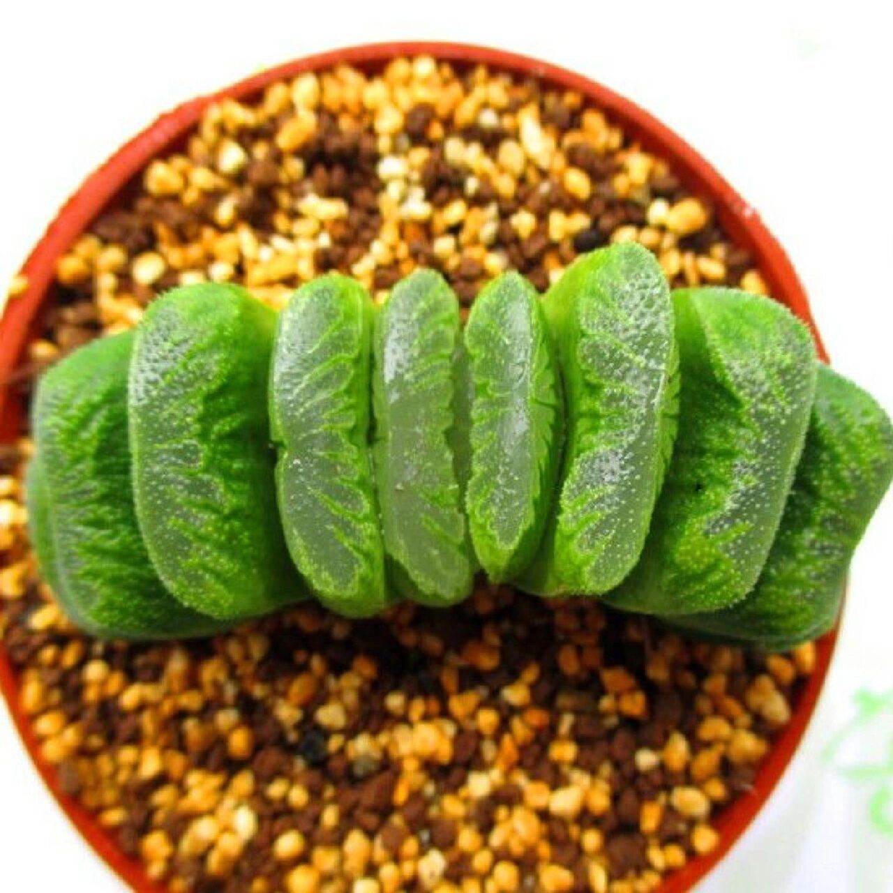 每天认识一种多肉 94别名:截形十二卷 03科属:百合科十二卷属