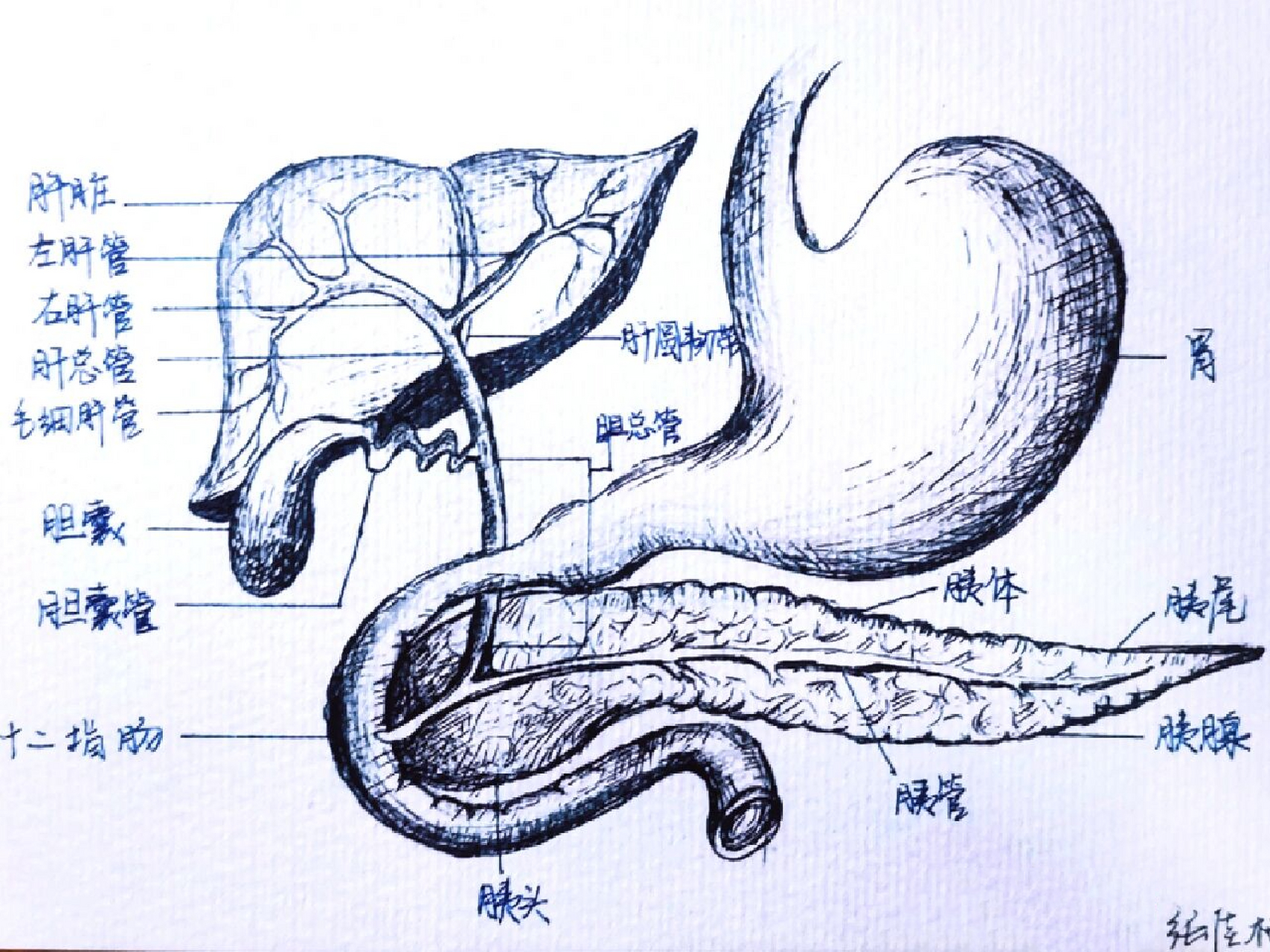 肝胆胃胰解剖图