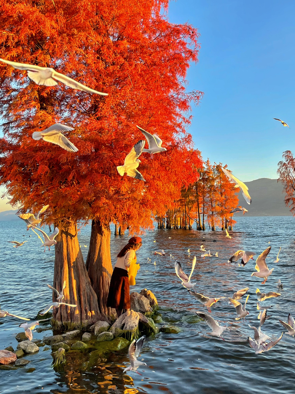 大理龙龛码头最美打卡点|附攻略 十一,二月的龙龛不仅有红杉还有海鸥.