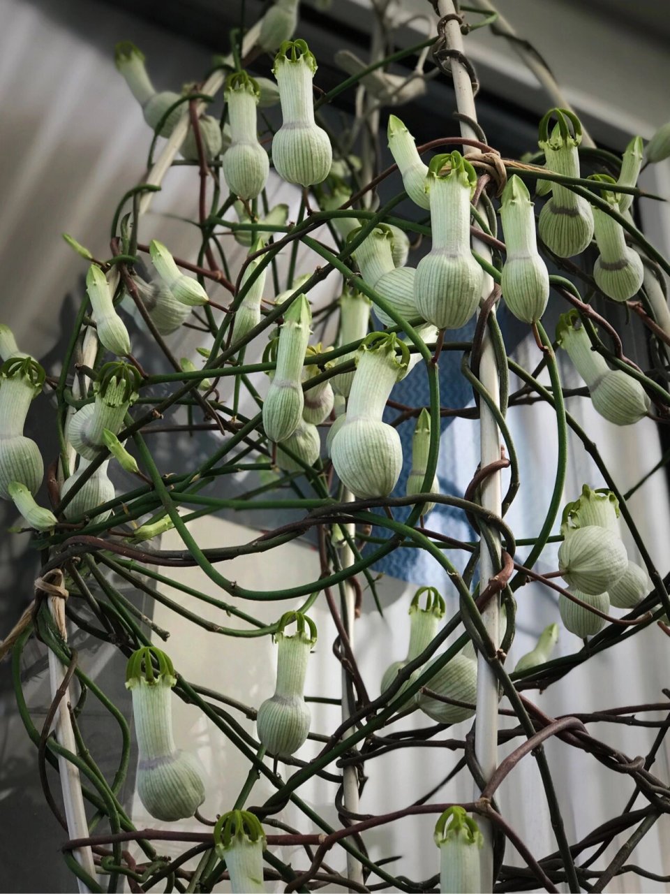 吊灯花属ceropegia 萝藦科白瓶吊灯花(ceropegia ampliata ) #摩萝科