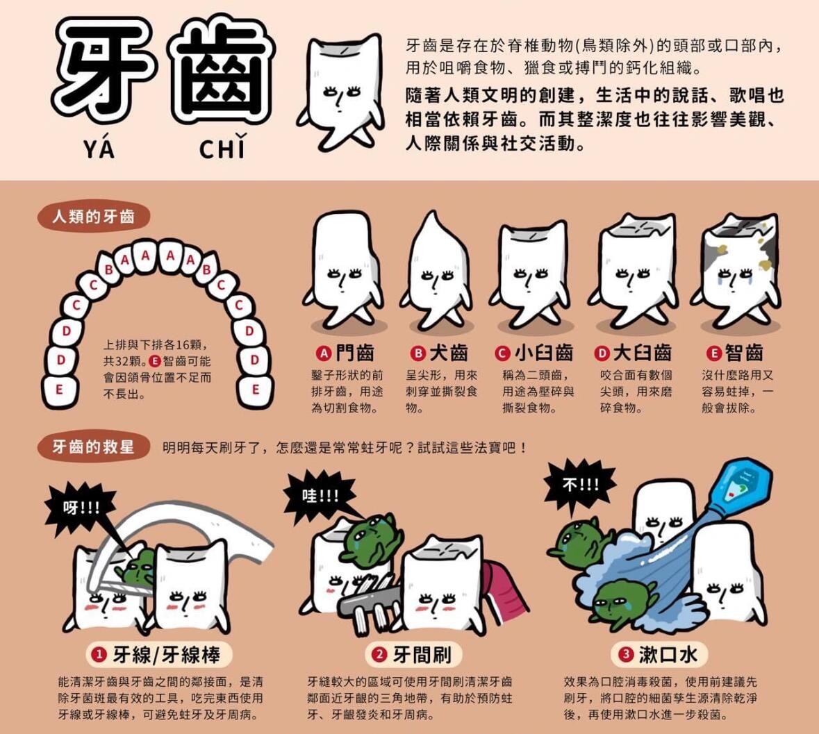 牙齿的名称和位置图
