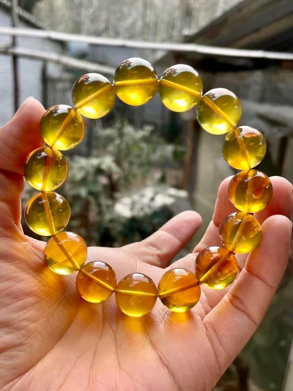 缅甸琥珀金棕珀 ?