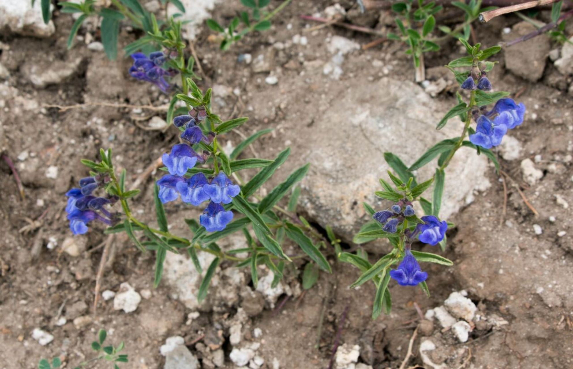 ex schrenk)唇形科黄芩属植物根茎斜行或近直伸,节上生须根