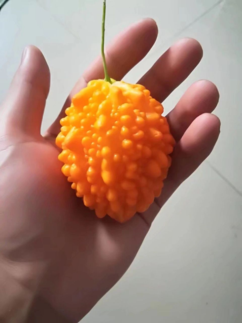 各位兄弟们,你们那有这个果子吗?叫什么 我们那叫蛤蟆果