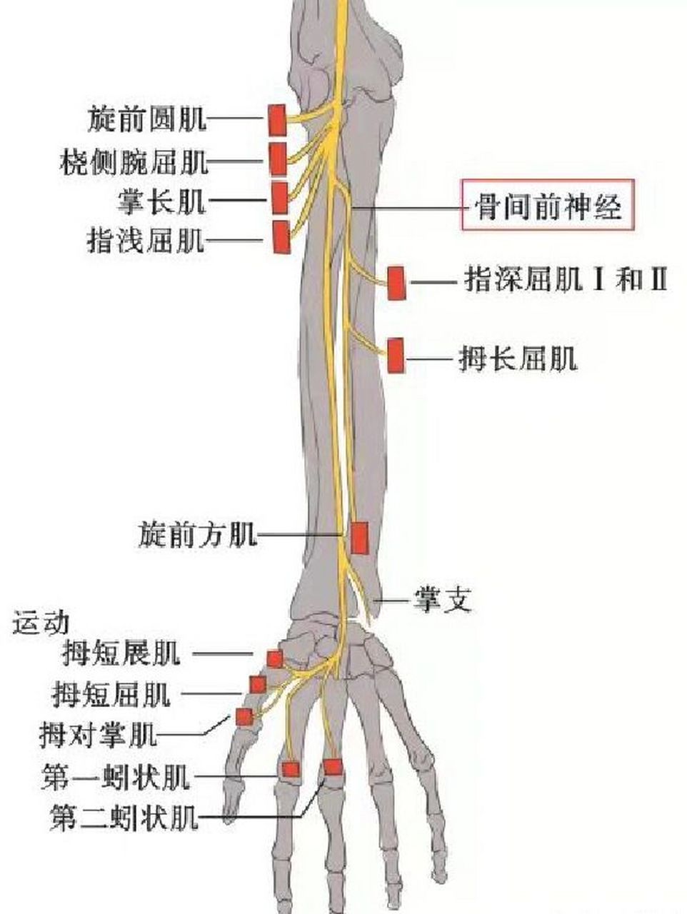 骨间前神经