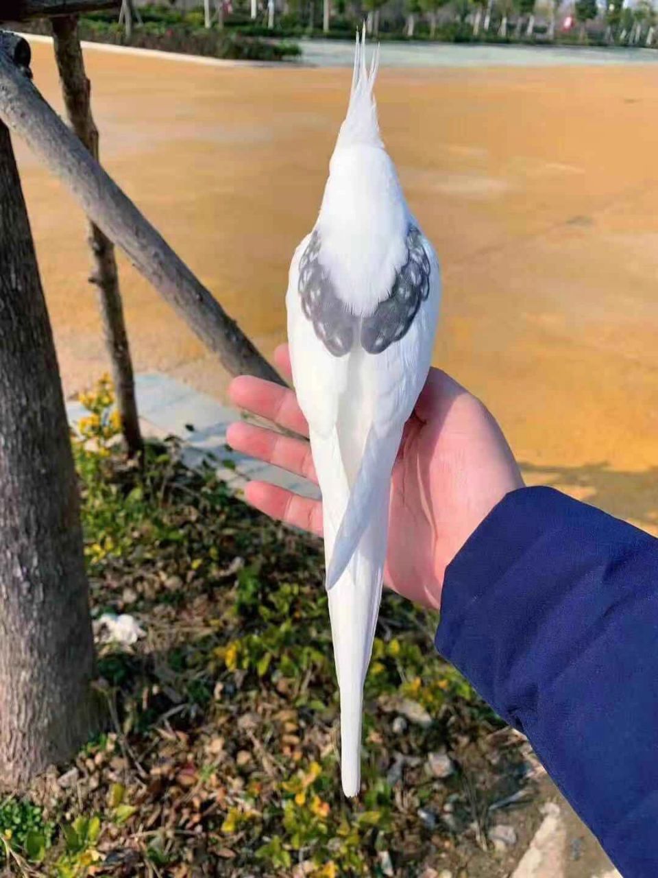玄凤鹦鹉趴度品种介绍 喜欢鹦鹉的朋友在选择品种时可不要被骗了哟