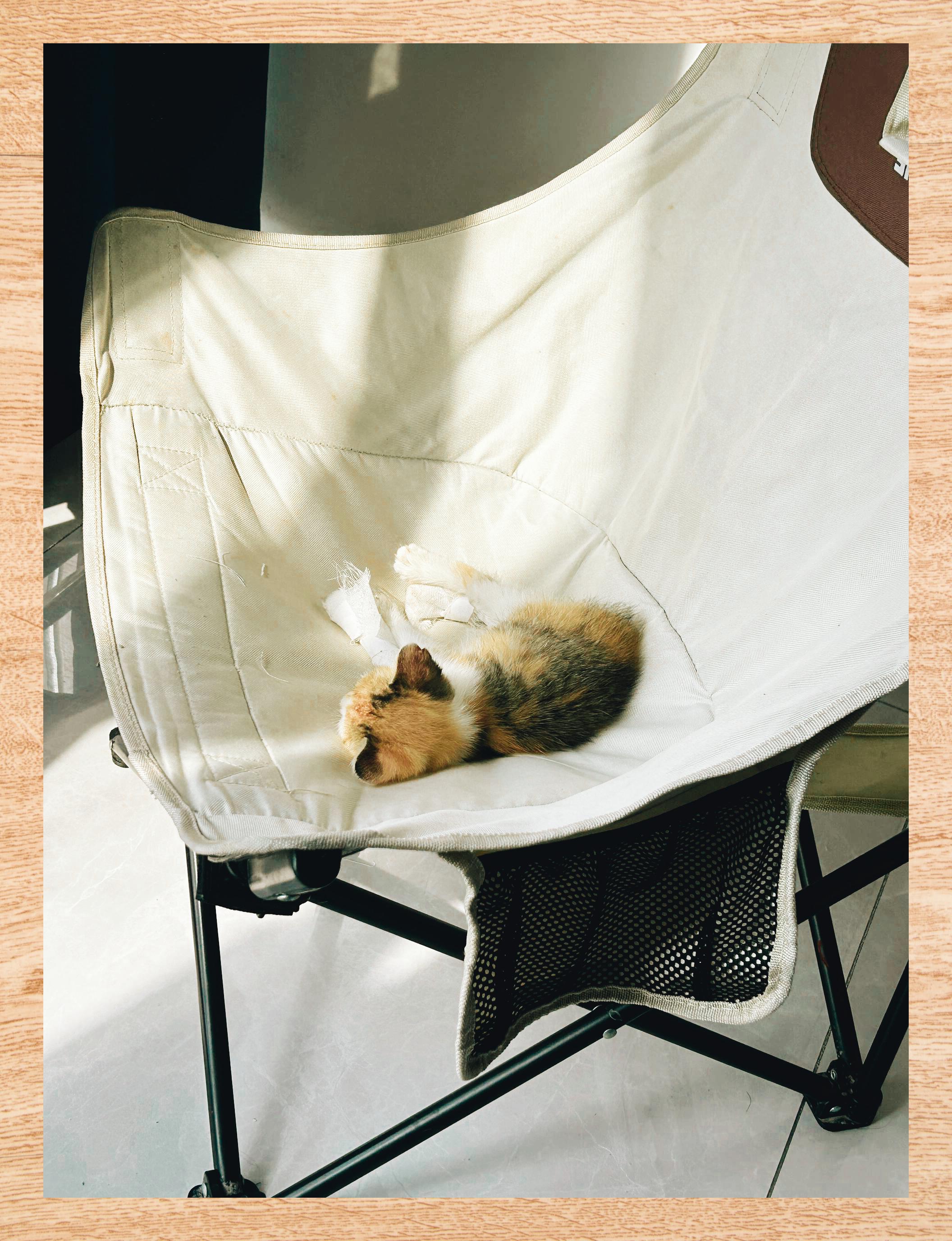 拾得垃圾桶旁幼猫