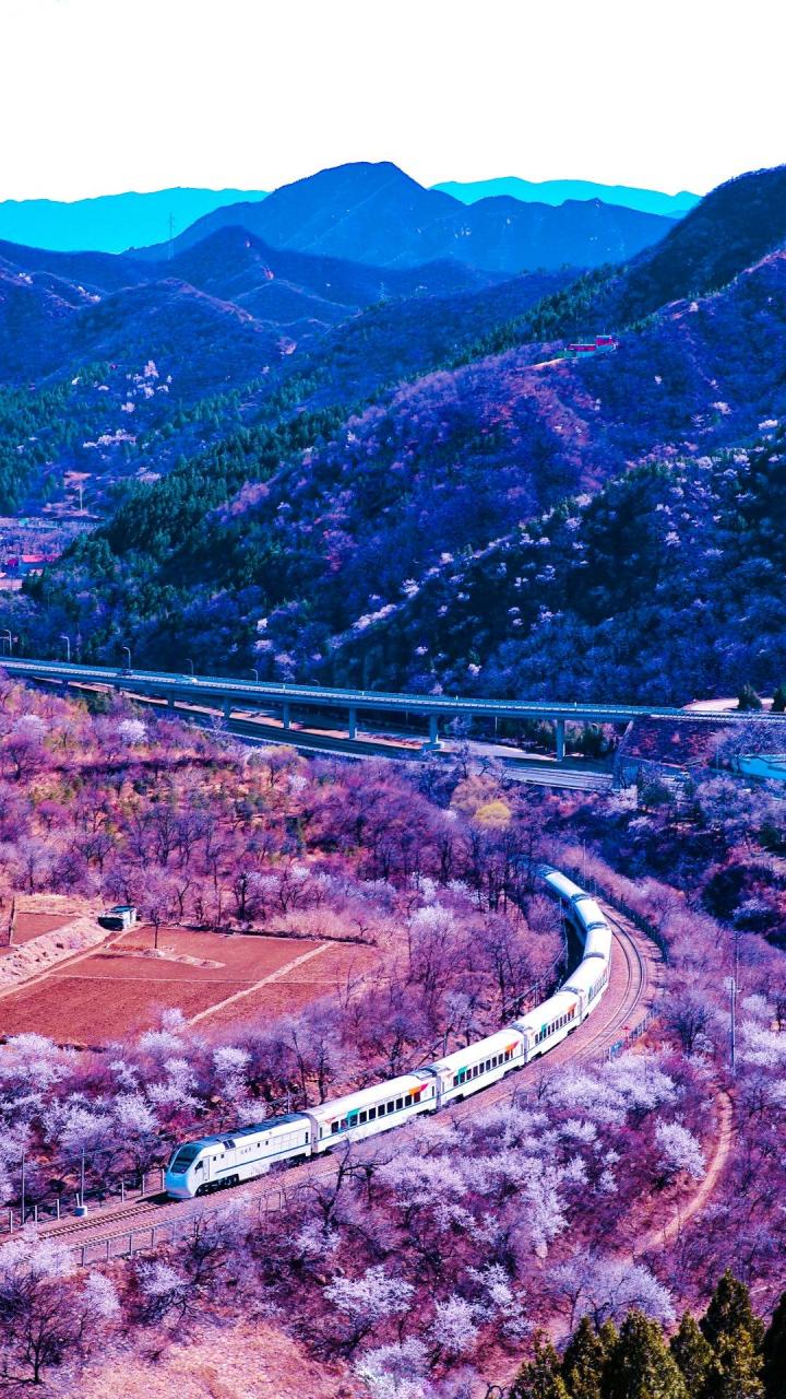 春光明媚,居庸关长城脚下,漫山遍野的桃花和杏花竞相绽放,拥有"开往