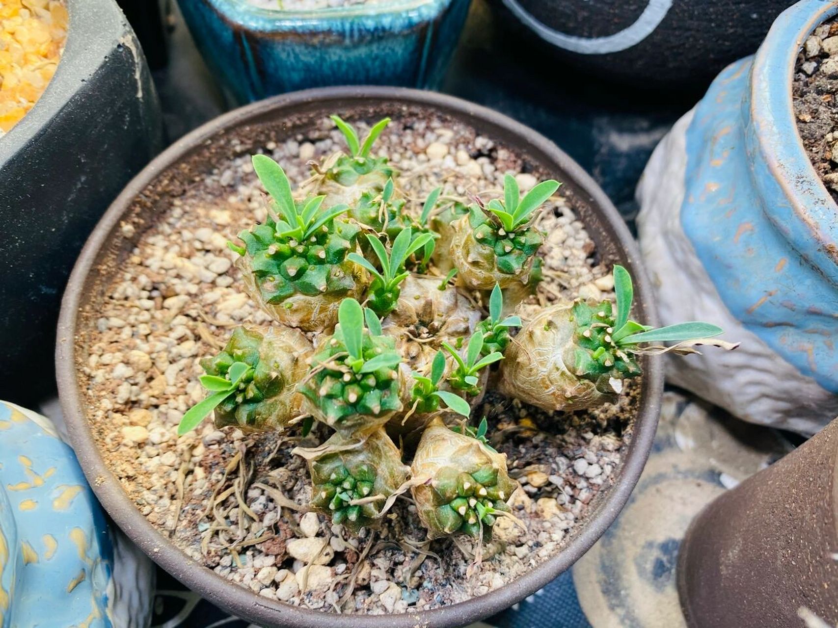 铁甲麒麟和峨眉山 铁甲麒麟:大戟科多肉植物.