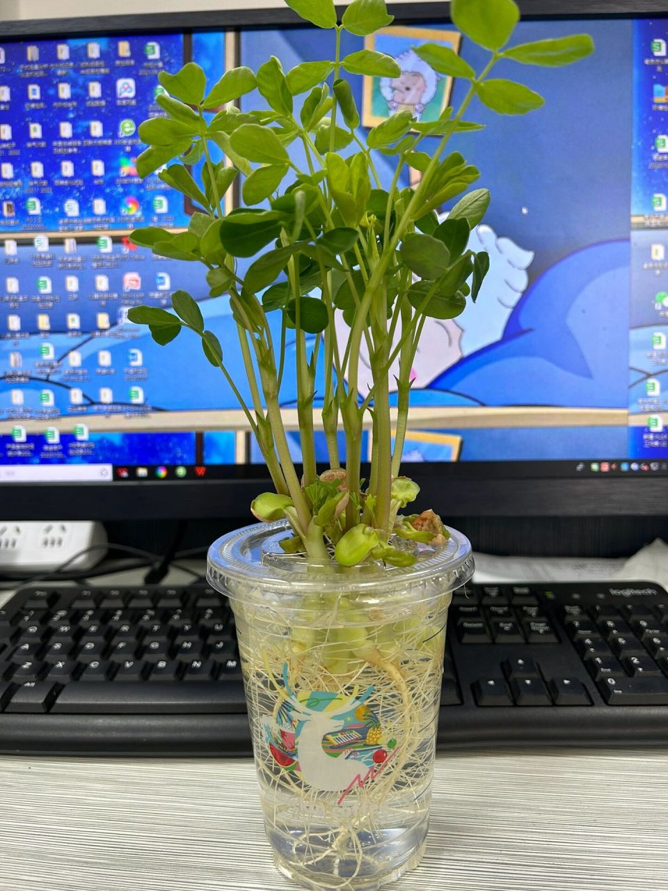 花生的故事 好事花生 温度过高 叶子有点卷曲 从种子长到完整的植株 