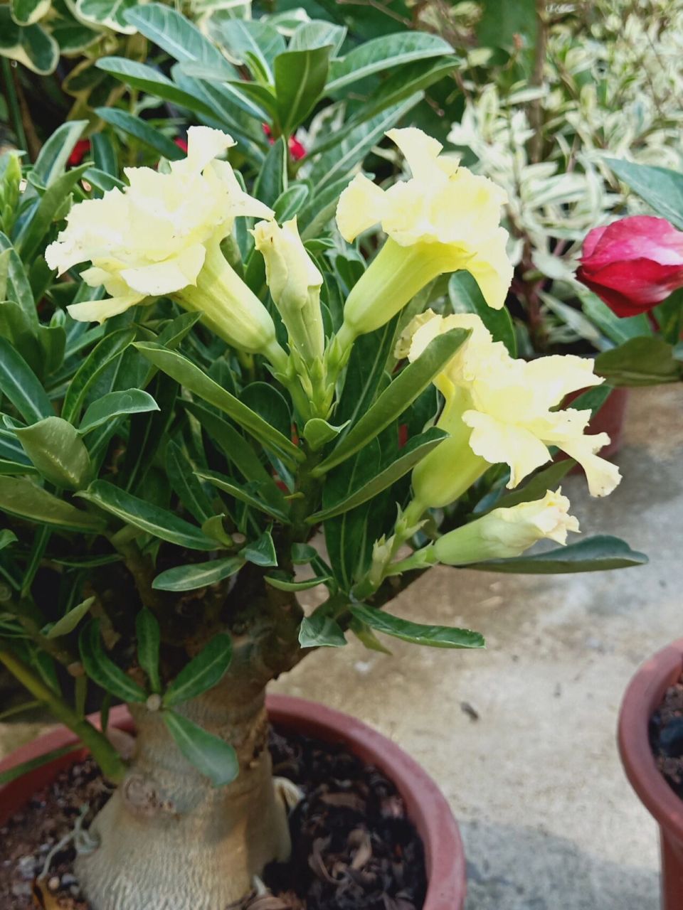 沙漠玫瑰300多个品种