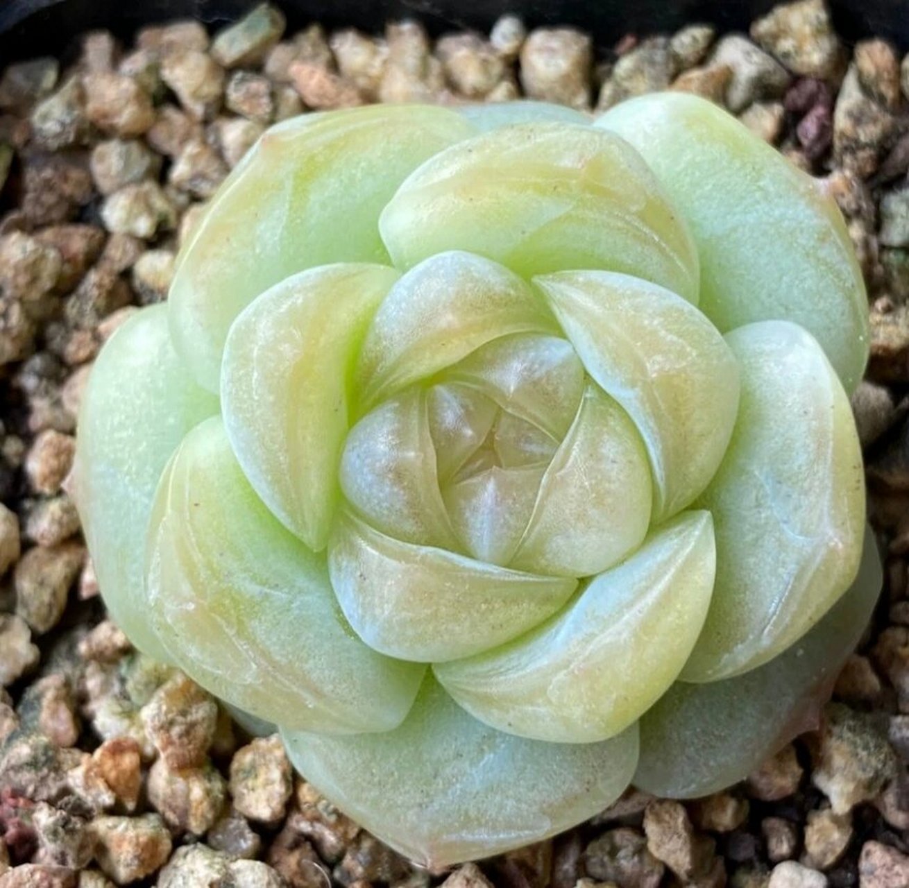 94今天认识4款多肉96冰玉刚毅厚梦梦境 美的不可思议, 图片来源