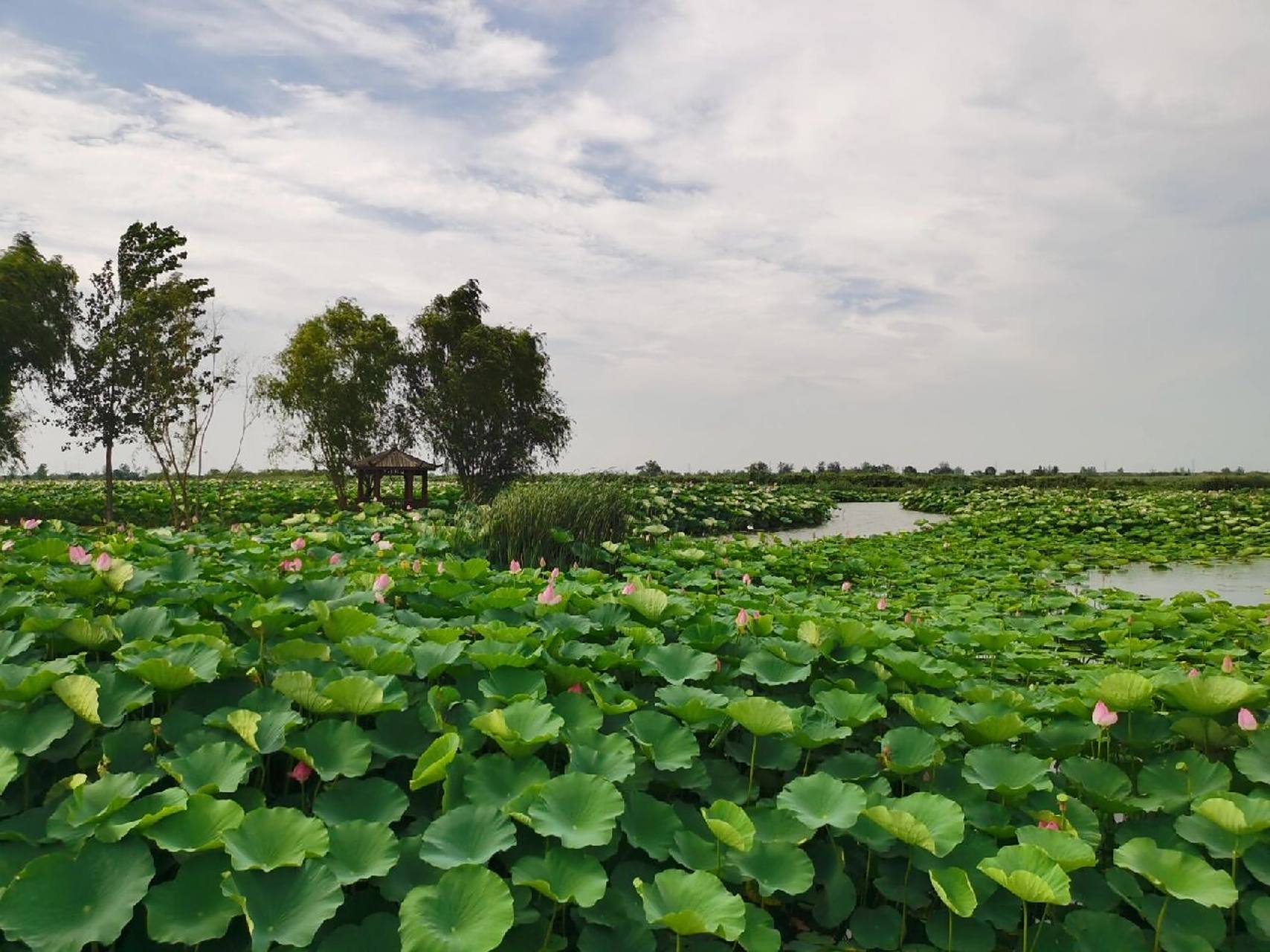 兴化万亩荷塘 万亩荷塘位于泰州市兴化市千垛镇境内,面积共1.